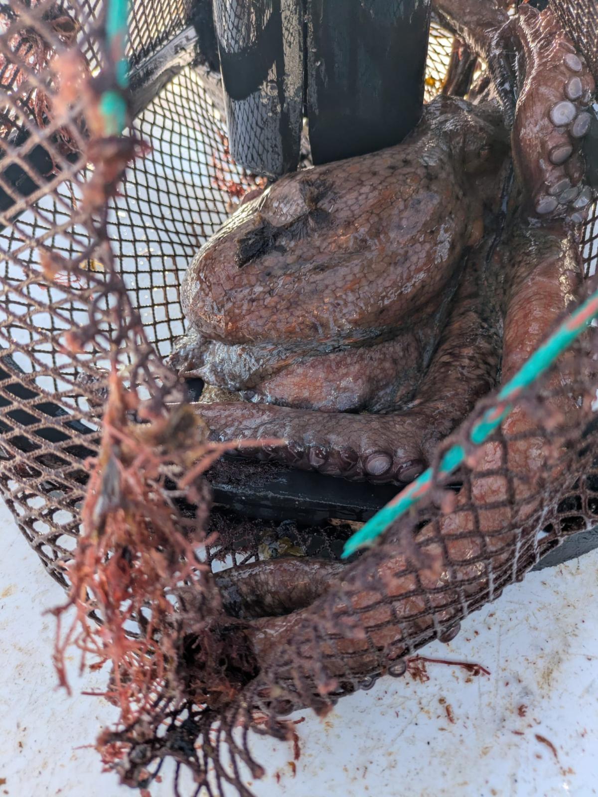 Pulpo recuperado por Gardacostas en O Grove.