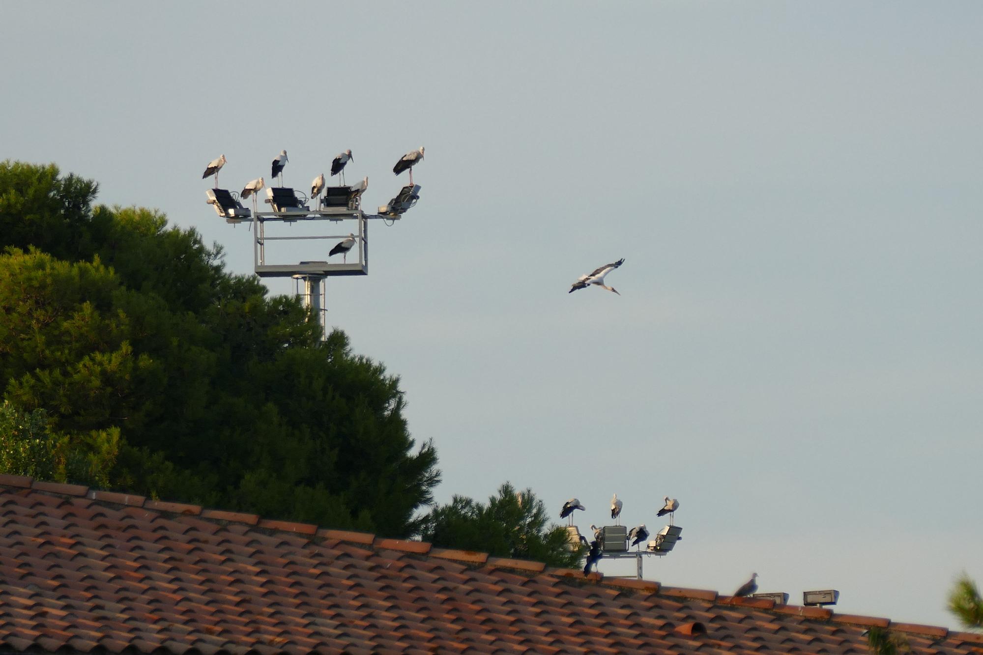 Dsenes de cigonyes fan parada a Figueres