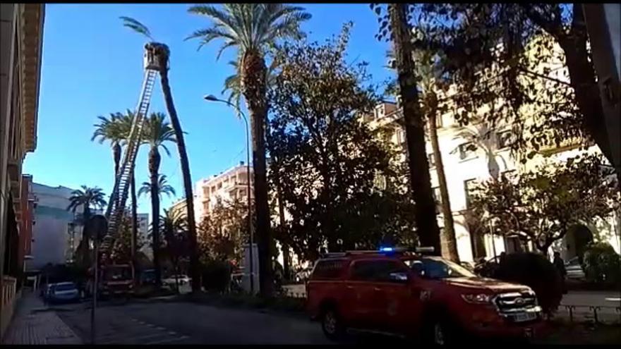 Los bomberos de Badajoz cortan una palmera de gran porte que amenazaba con caerse