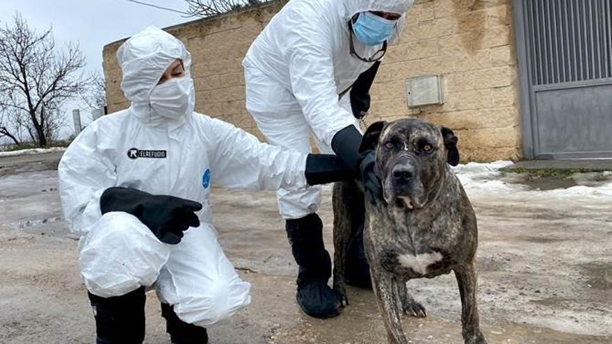 El Refugio invita a adoptar a perros y gatos que llegan a unidad de mascotas de personas hospitalizalizadas o fallecidas