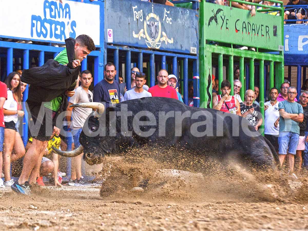 L'Alcora: Todo un éxito en las fiestas del Cristo con 16 toros cerriles