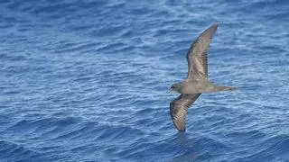 Liberan en El Hierro un ejemplar de petrel de Bulwer que se había desorientado