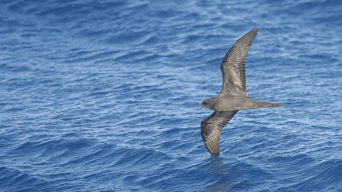 Imagen de archivo de un petrel de Bulwer.