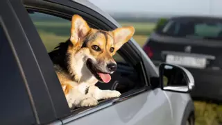 Reclamen una llei per regular els viatges amb vehicle amb mascotes