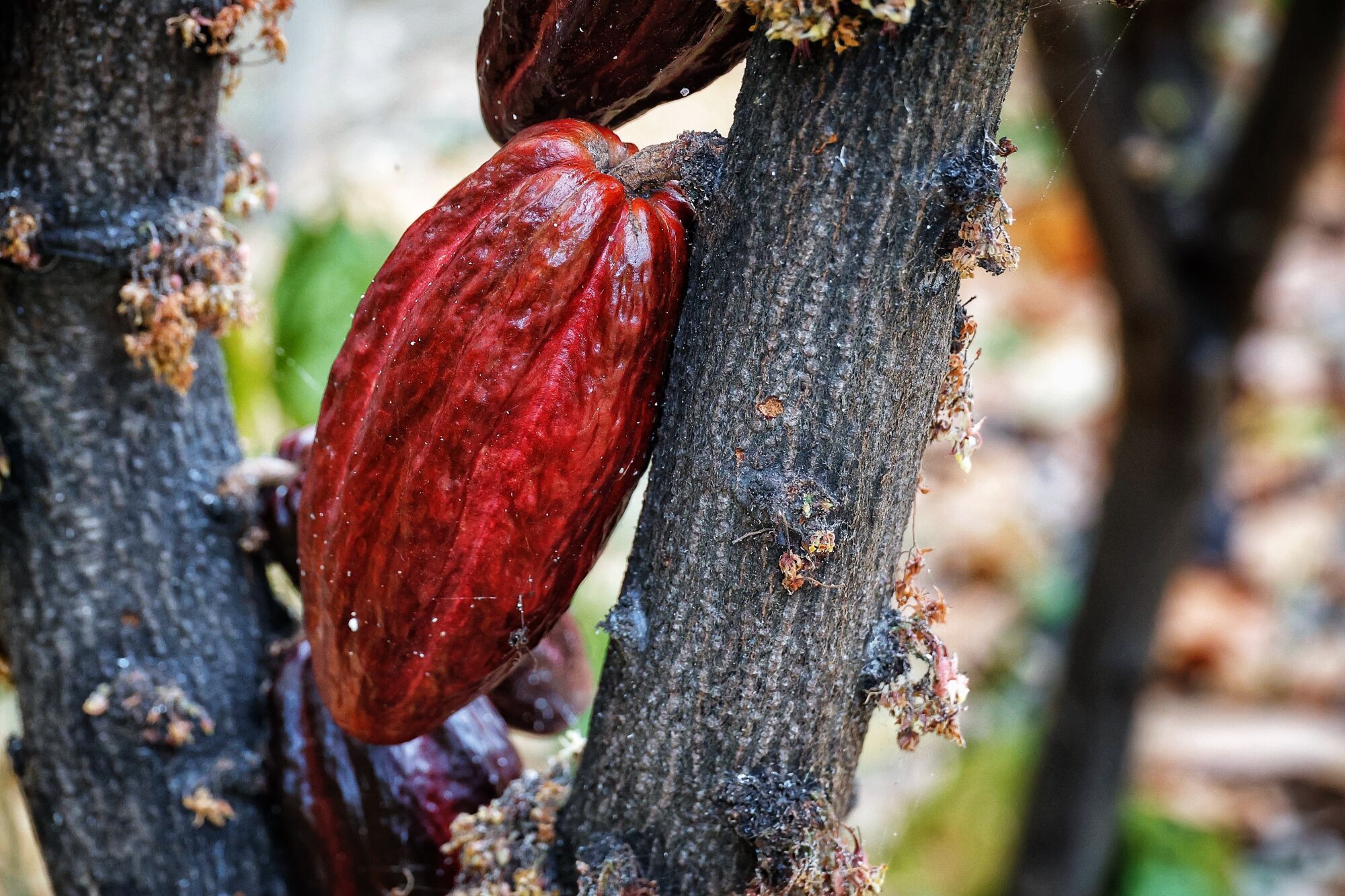 Finca de cacao en Valle de Guerra