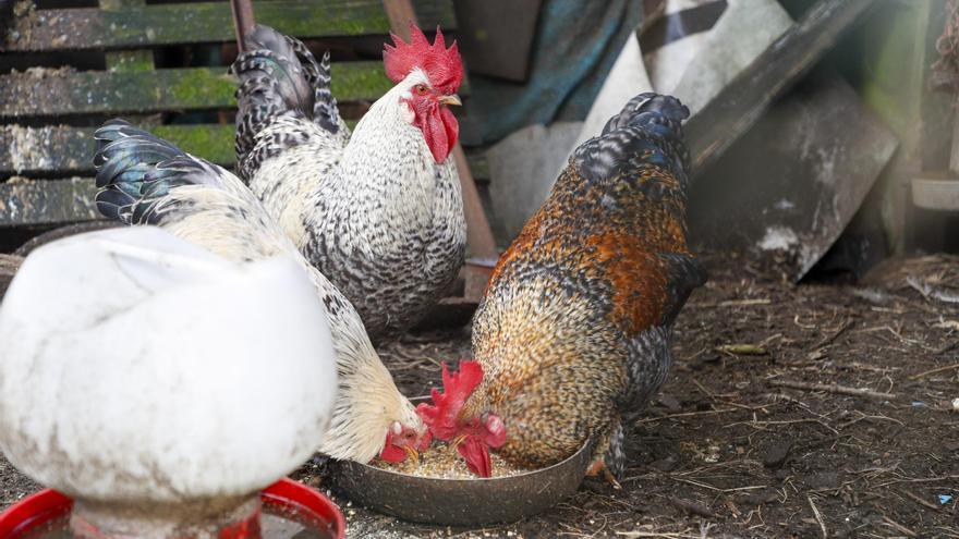 Gripe aviar H5N1: qué es, por qué se está expandiendo tan rápido y cuál es el riesgo real para los humanos