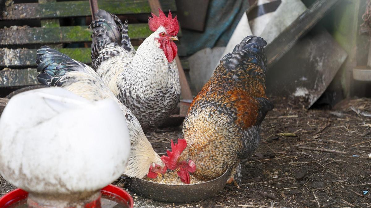 Kanatlı sektörü, Ponent'te kuş gribinin patlak vermesinin ardından fiyat artışlarında bir toparlanma öngörüyor