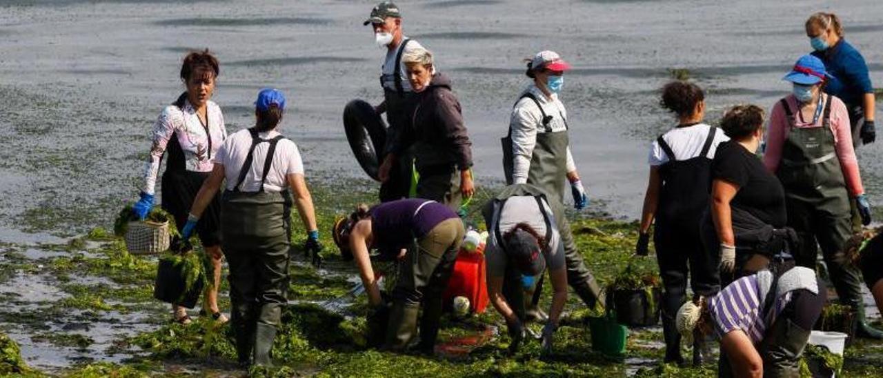 Mariscadoras de Vilaxoán limpiando algas este fin de semana en la playa de Canelas.