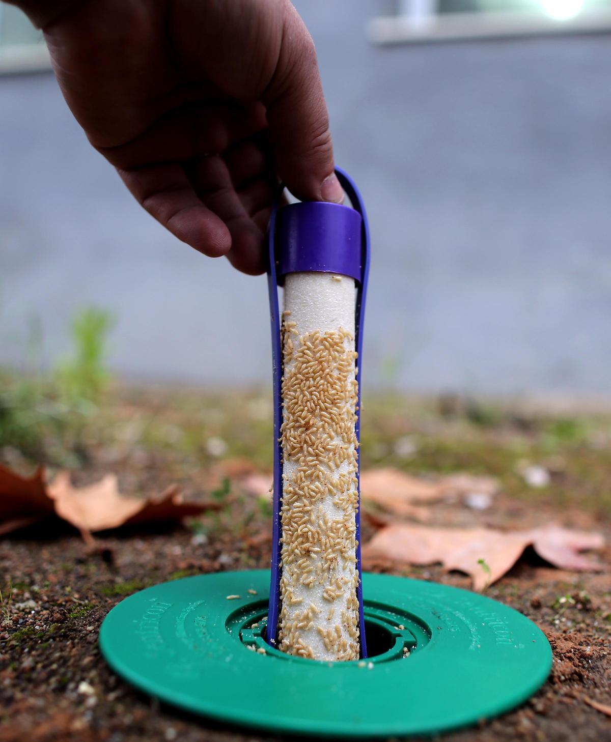 Cebos utilizados por Anticimex para combatir la plaga de termitas con eficacia.