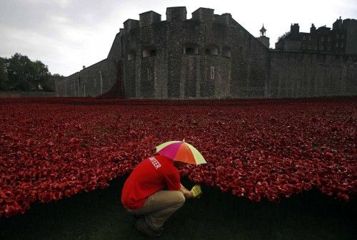 A volunteer plants ceramic poppies in the rain amongst other poppies that form part of the art installation called "Blood Swept Lands and Seas of Red" at the Tower of London