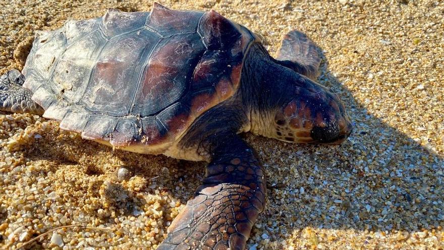 Una tortuga muerta en la playa de A Lanzada