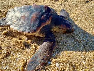 Una tortuga muerta en la playa de A Lanzada