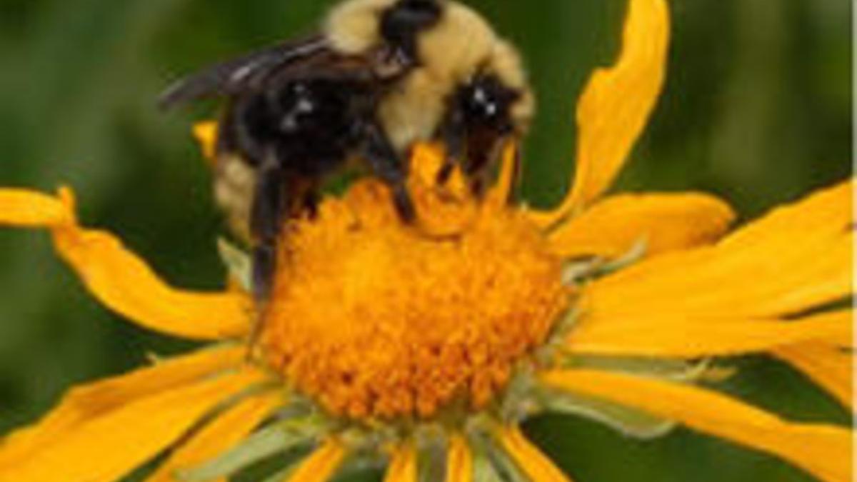 Abejorro  'Bombus'