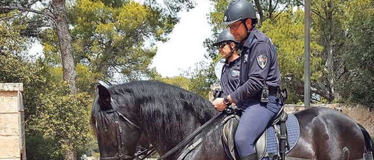 Agentes de la Unidad Montada de la Policía Local en el bosque de Bellver.