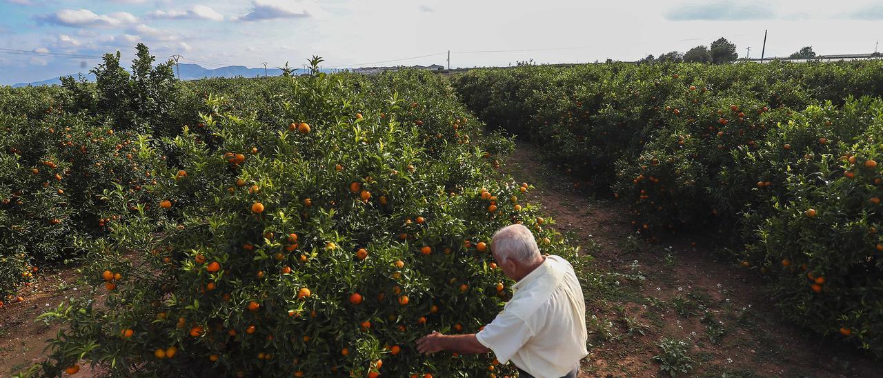 Campo de cítricos.