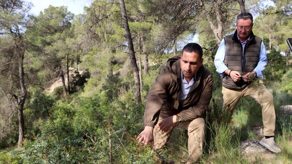 Vídeo | La Generalitat posa ordre al negoci del bruc