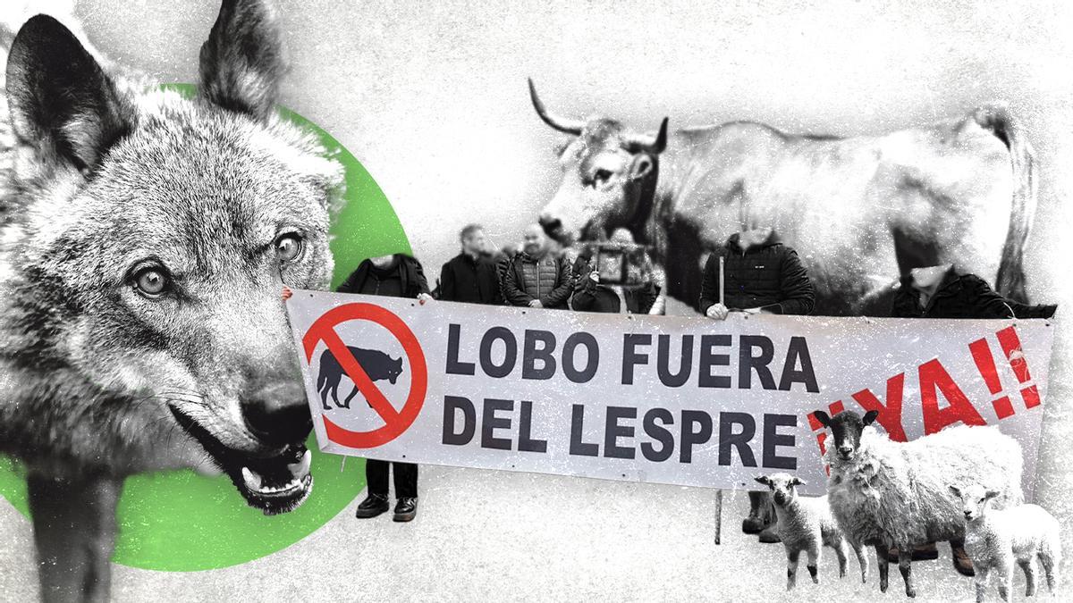 ¿Volverá el Principado a matar lobos para controlar su población? El balón está ahora en su tejado y esto es lo que dicen: "Por ahora, no"