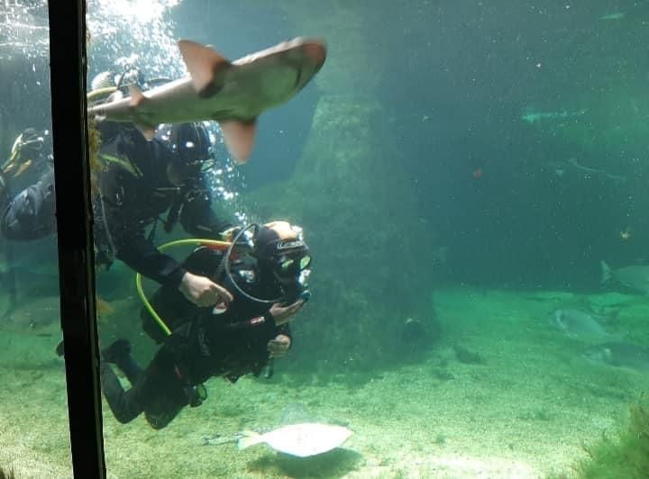 Buceadores en el tanque de los tiburones.