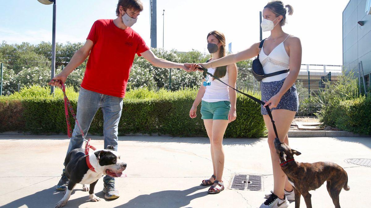 Córdoba cuenta con una amplia zona de parques y jardines para pasear con tu perro.