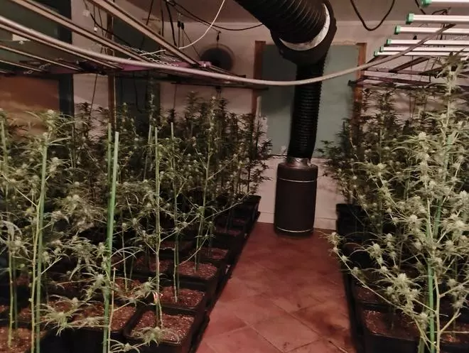 Imatges del cultiu de marihuana de Caldes de Malavella desmantellat pels Mossos