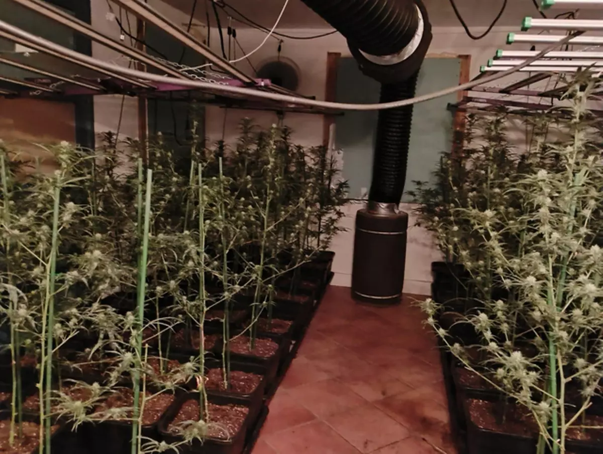 Imatges del cultiu de marihuana de Caldes de Malavella desmantellat pels Mossos