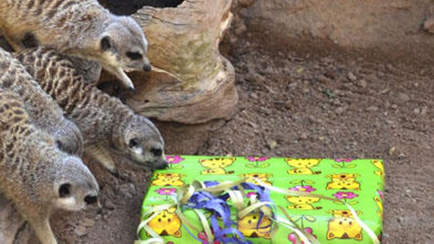 Una familia de suricatas se acerca a sus regalos de Reyes en Bioparc.