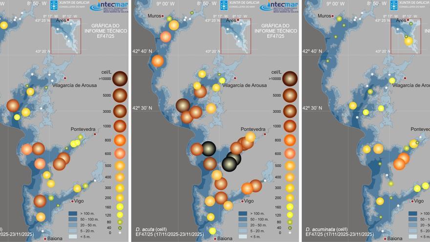 El episodio tóxico otoñal ya es efectivo en todas las rías gallegas