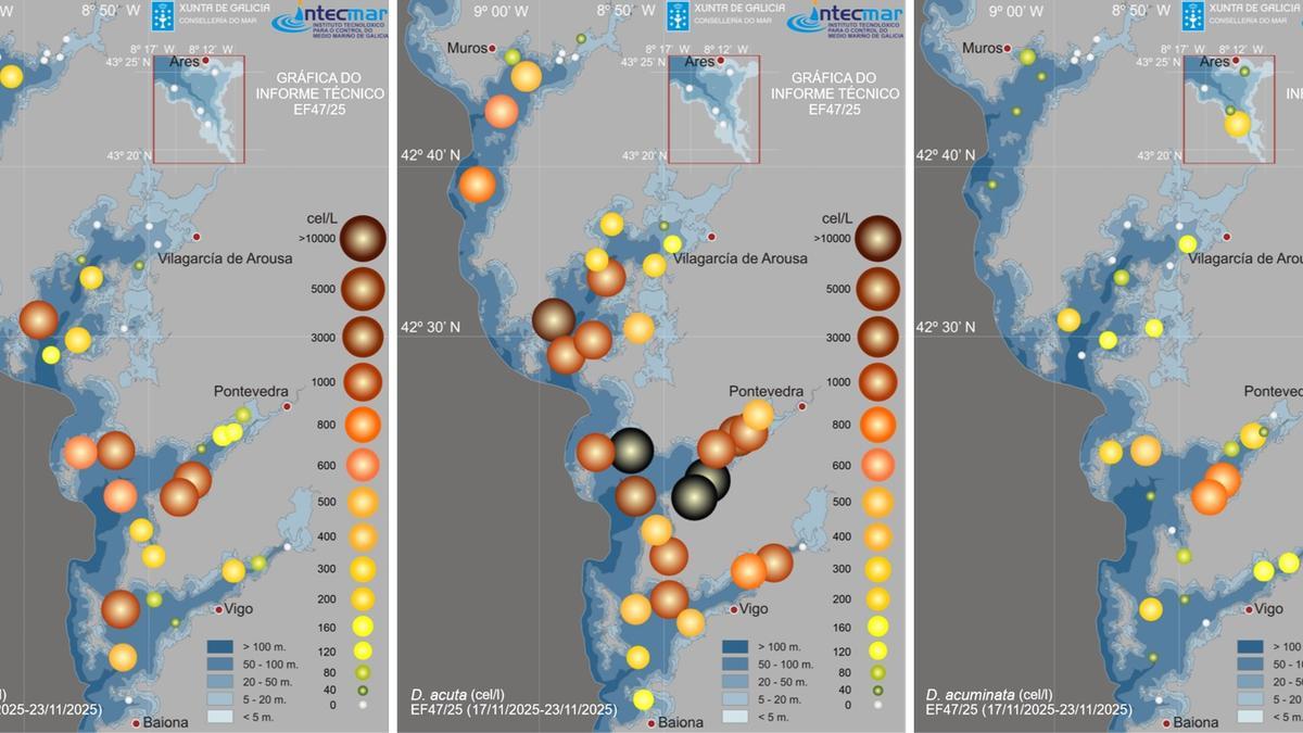 Mapas del Intecmar que muestran la fuerte presencia de los dinoflagelados «Dinophysis caudata», «Dinophysis acuta» y, en menor medida, «Dinophysis acuminata», todos ellos causantes de toxinas lipofílicas como la diarreica (DSP).