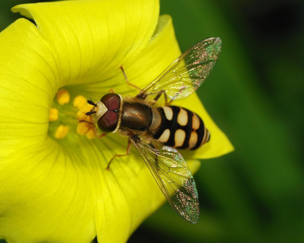 Eupeodes corollae.