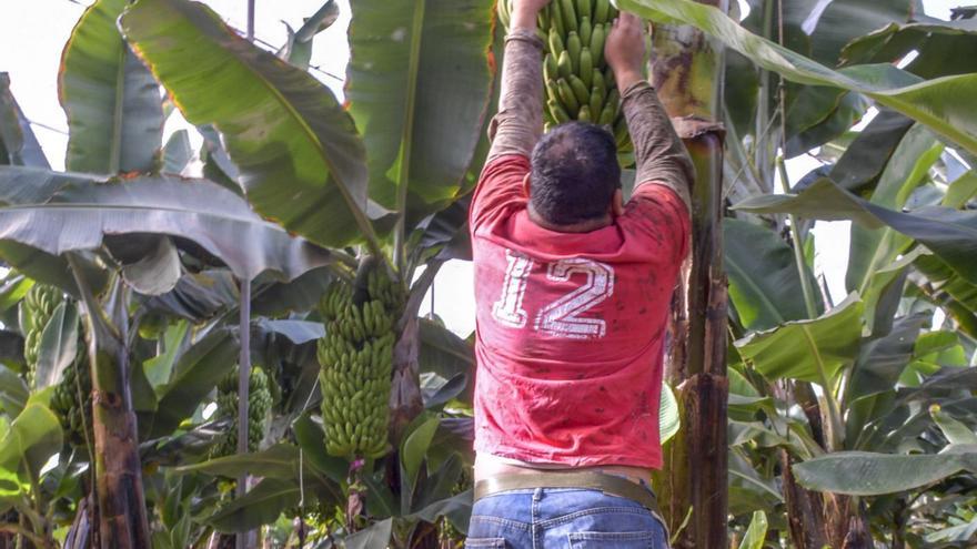 Un agricultor revisa una piña de plátanos en una finca en Gran Canaria. | | JUAN CARLOS CASTRO