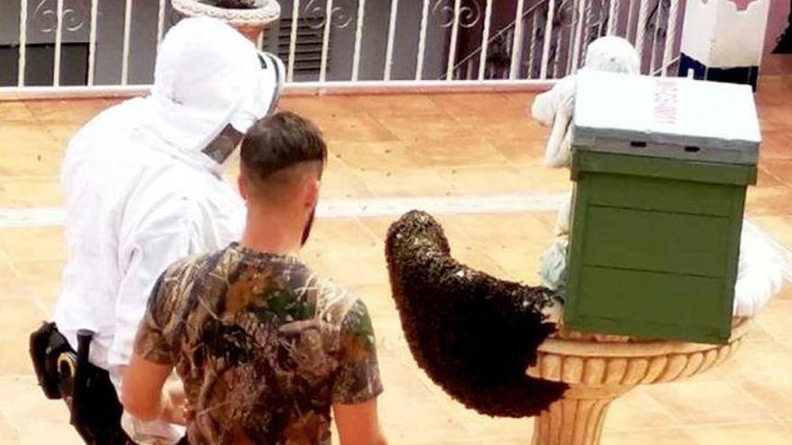 Retiran en un mes unos 200 enjambres de abejas en la Plana Baixa