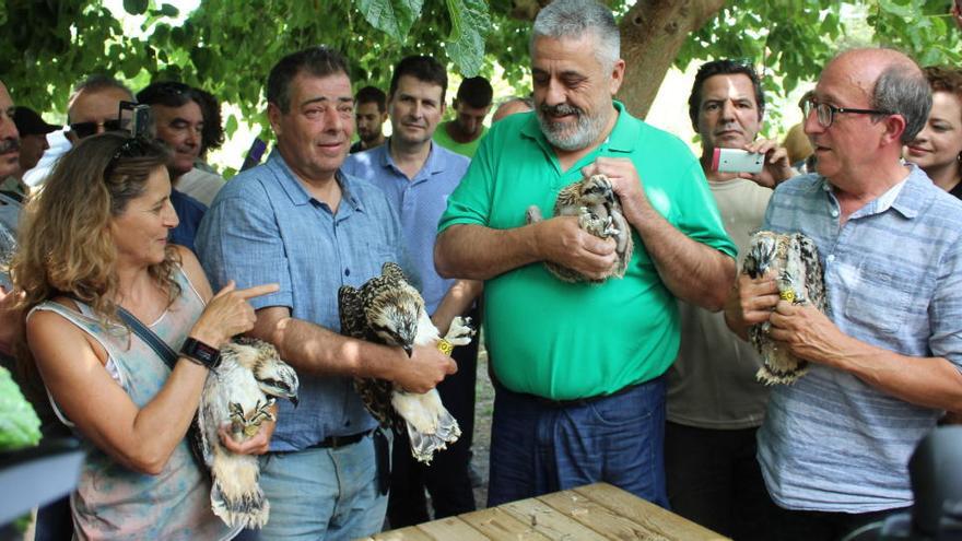 Las cuatro águilas que se introdujeron hace un año en la Marjal de Pego-Oliva