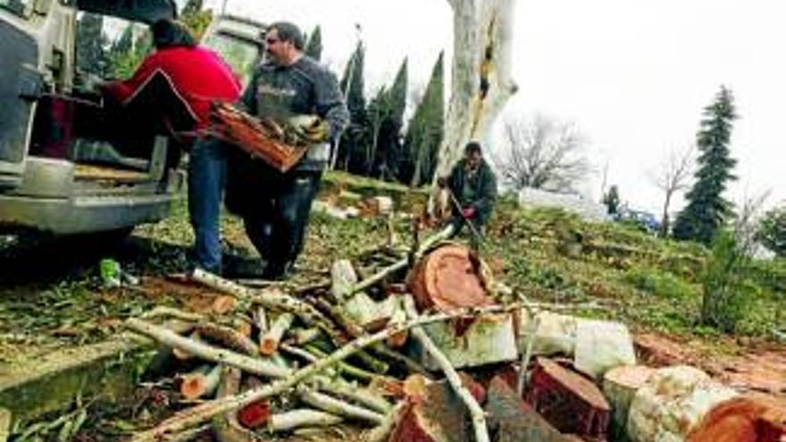 El Ayuntamiento de Cáceres poda los eucaliptos que hay frente al cementerio por seguridad