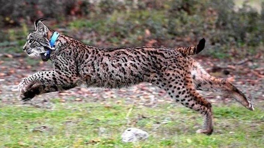 Muere atropellado un lince ibérico en las inmediaciones de Córdoba