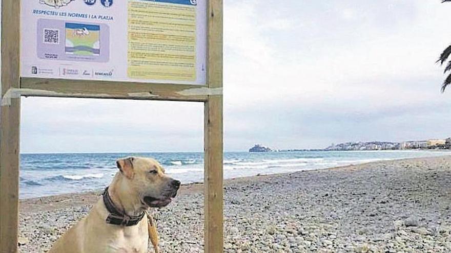 Benicarló habilita dos playas caninas por demanda vecinal