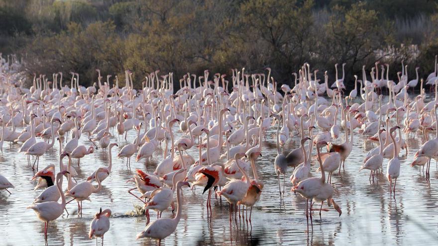 Nuevo récord de flamencos en l’Albufera al sumar este año unos 28.000 ejemplares