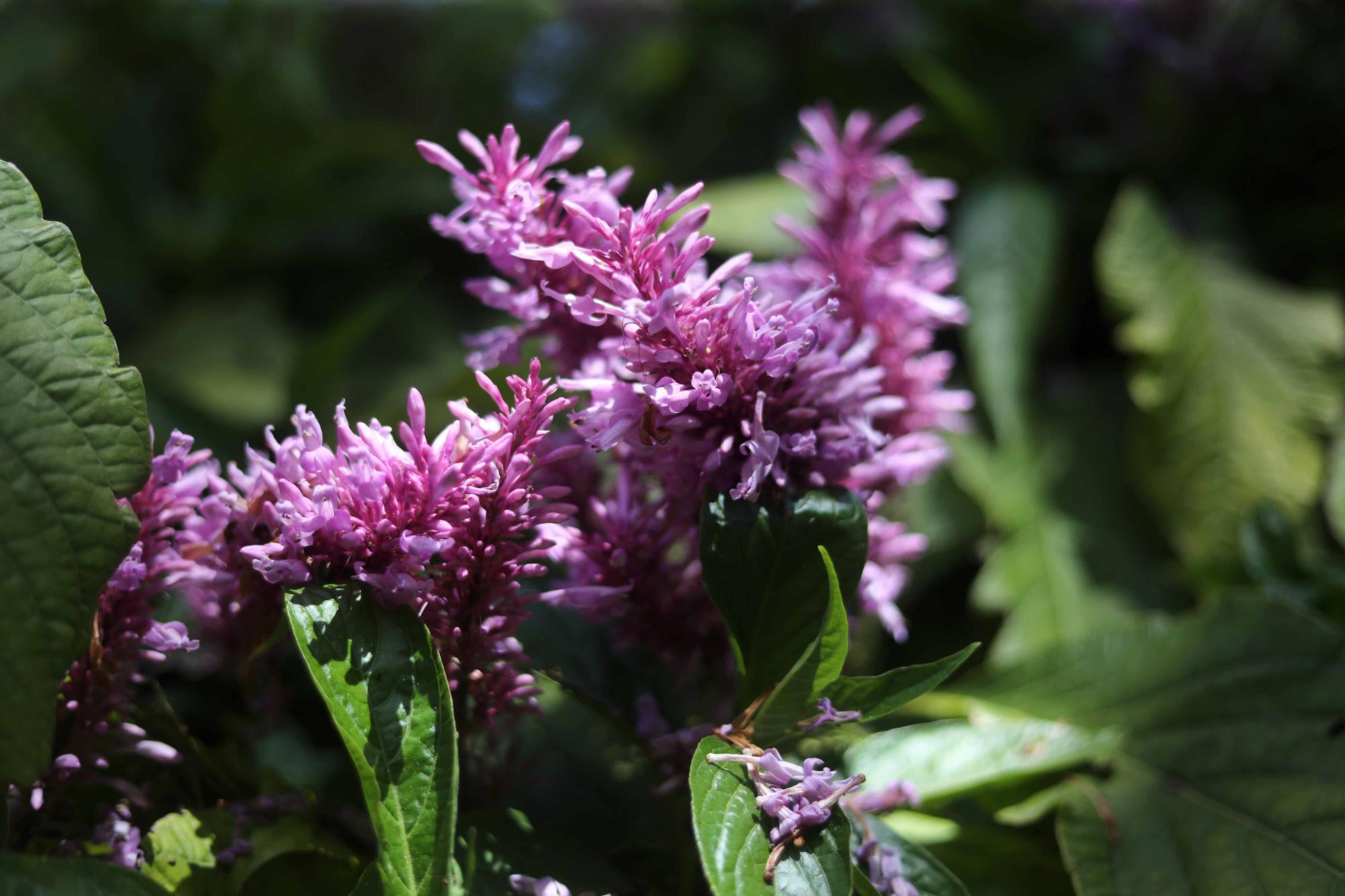 Las flores del Jardín Botánico en primavera