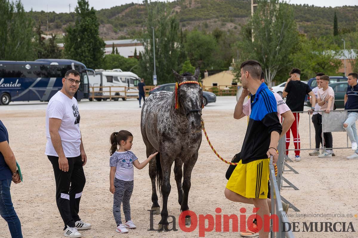 Control veterinario de los Caballos del Vino en Caravaca