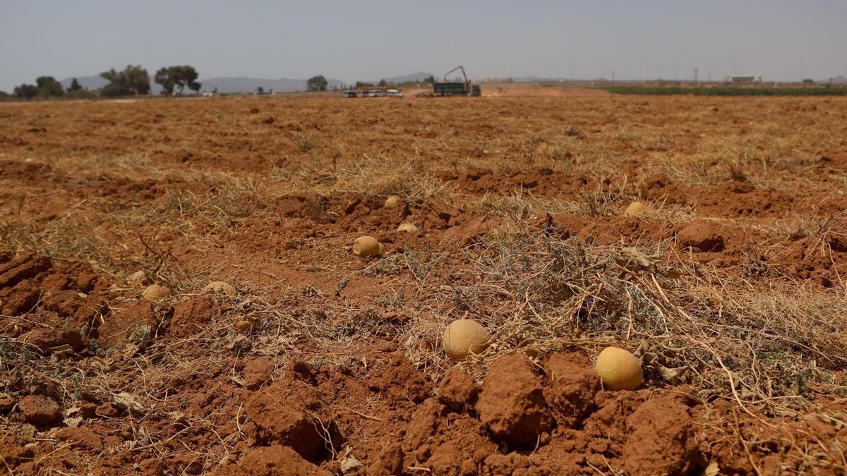 Terreno con melones podridos en Santa Ana.