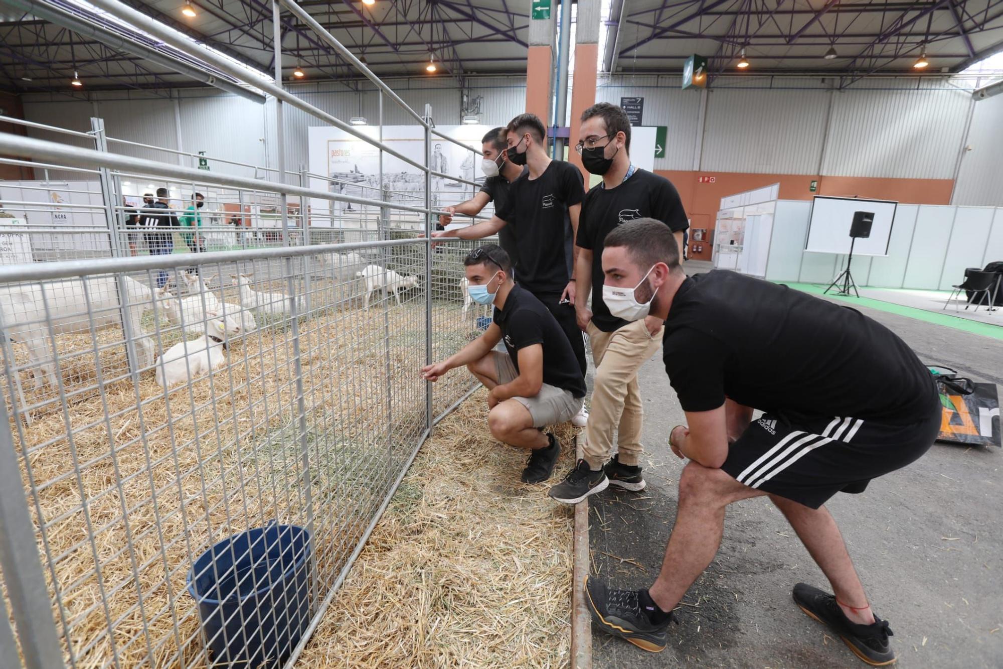 FOTOGALERÍA | La industria ganadera devuelve la alegría a la Feria de Zaragoza