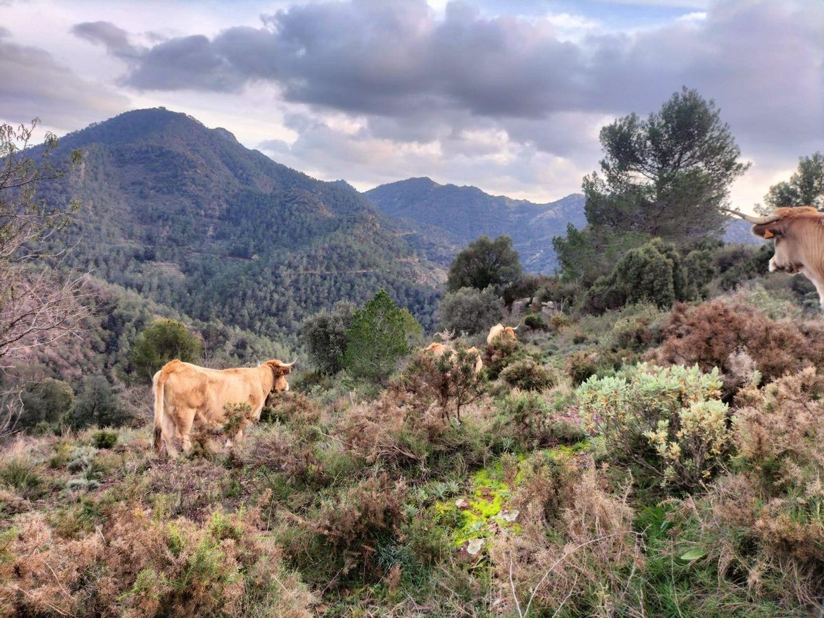 Aposten per la ramaderia extensiva com a ferramenta preventiva dels incendis forestals al terme de Vall d'Almonacid.