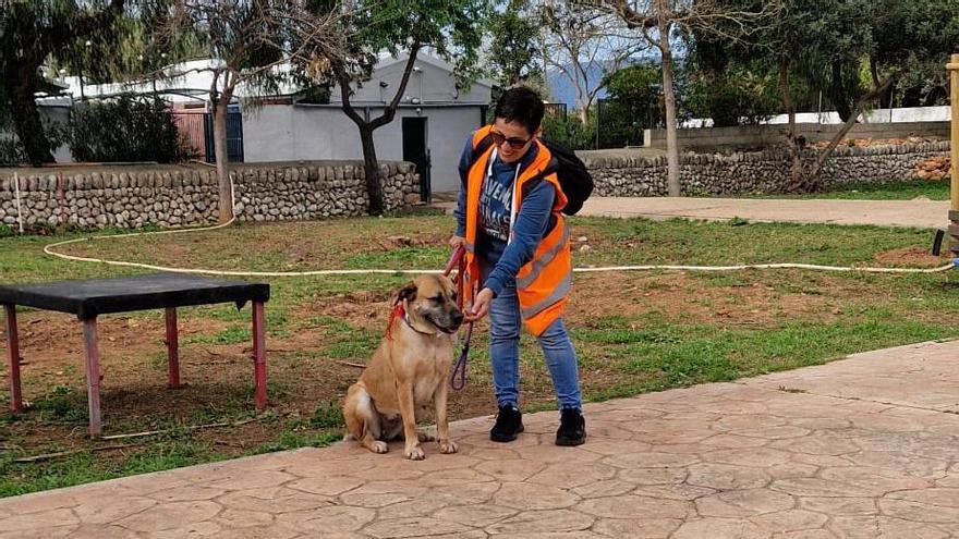 Así ha sido el desfile de Peluditos de Son Reus: Decenas de perros buscan un hogar en Mallorca