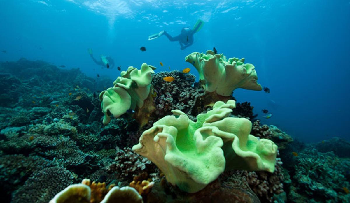 Los mejores fondos marinos del mundo