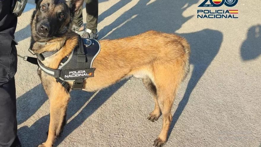 Piden cuatro años y medio de cárcel por el robo de un perro policía en Zaragoza