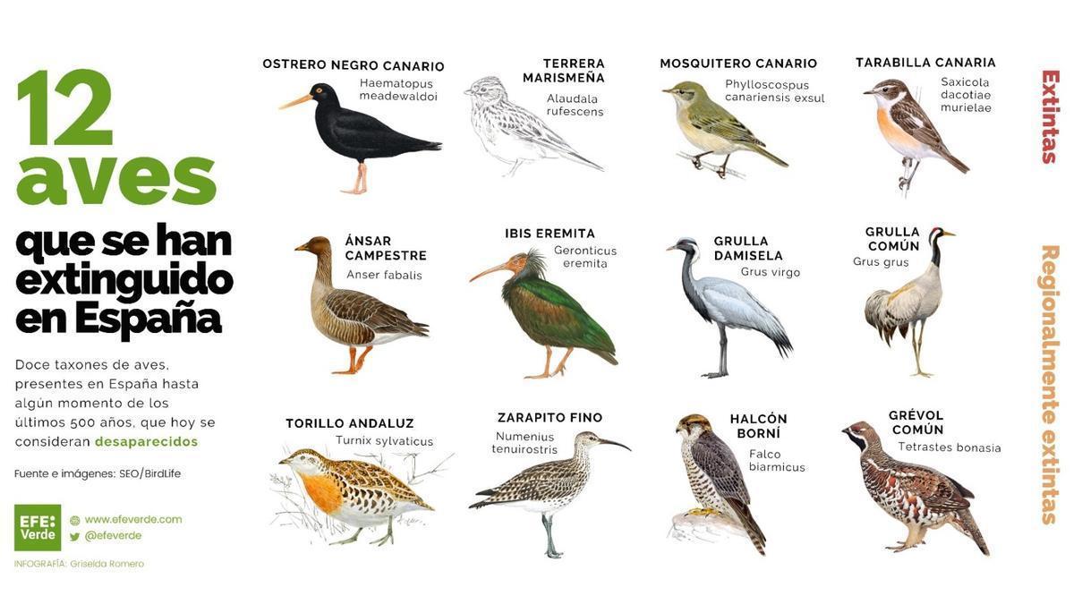 Las 12 aves que se han extinguido en España en los últimos cinco siglos.