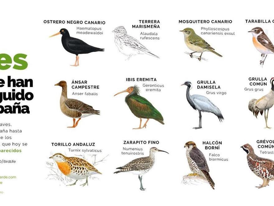 Estas son las aves que se han extinguido en España en los últimos 500 años