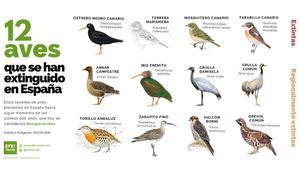 Las 12 aves que se han extinguido en España en los últimos cinco siglos.