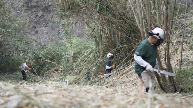 Trabajos de eliminación de la caña común en los barrancos de La Gomera. | E. D.