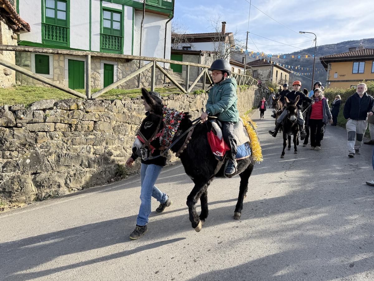 El guirria reaparece por el Año nuevo en Beleño