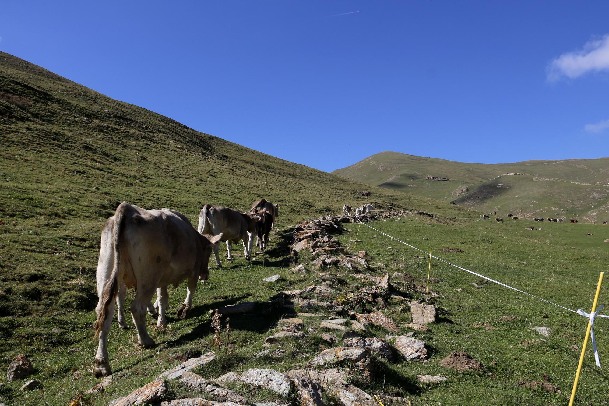 Vaquers del Berguedà, Cerdanya i el Solsonès recullen el seu bestiar de la muntanya